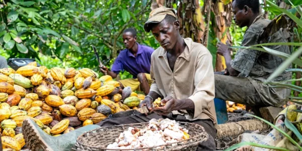 Les cacaoculteurs ghanéens grognent malgré la hausse du prix de commercialisation