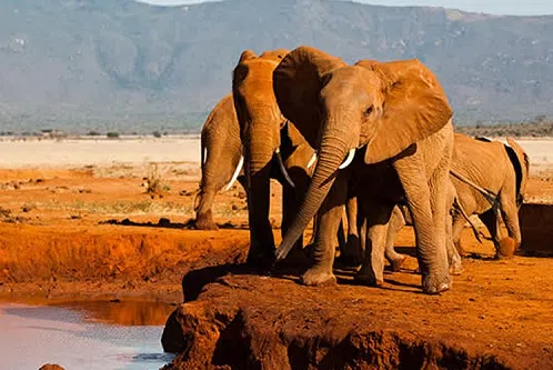 Kenya : la réserve naturelle de Tsavo fragilisée par l’arrêt des financements de l’USAID