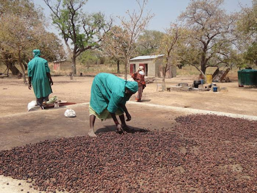 Côte d’Ivoire : le prix des amandes de karité bien séchées et triées fixé à 250 F CFA/kg