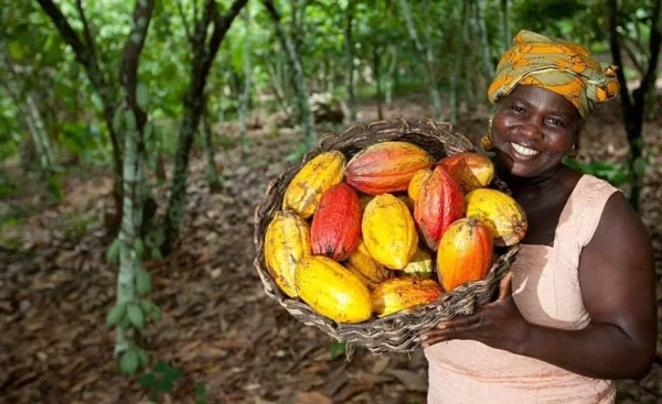 UEMOA : L’or et le cacao mènent la danse en matière de prix au mois d’août 2025