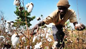 Coton : le Mali leader de la production, le Bénin champion de la transformation