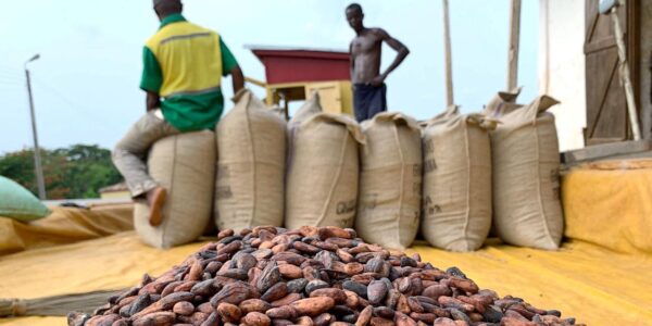 La chute spectaculaire du cacao contraint Accra et Abidjan à réviser les prix garantis aux producteurs