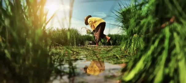 Égypte : le régulateur valide la création du premier fonds privé dédié à l’investissement agricole