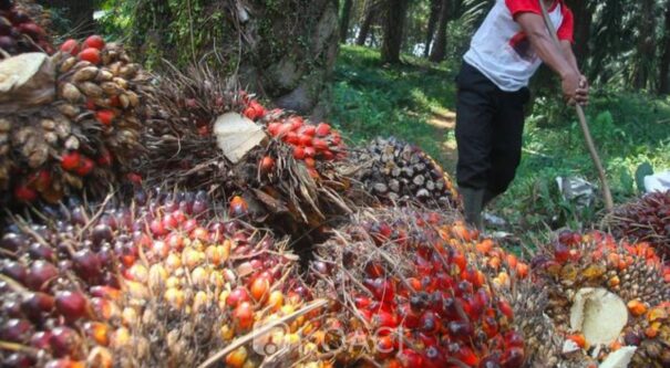 Agriculture : Forte baisse du bénéfice de la société Palm Côte d’Ivoire au premier trimestre 2026