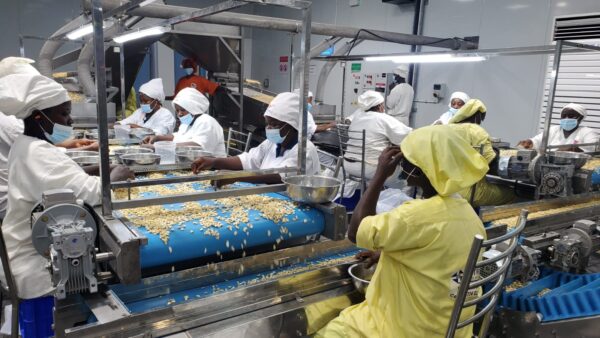 Côte d’Ivoire : GuarantCo et Robust bouclent un financement de 20 millions de dollars pour la transformation de la noix de cajou