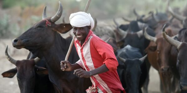 Tchad : le gouvernement programme la fin des exportations de bétail vivant pour 2028