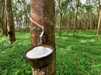 Côte d’Ivoire : plongeon du bénéfice de la Société Africaine de Plantation d’Hévéas (SAPH)