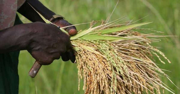 Agriculture : la Côte d’Ivoire prépare une assurance pour protéger les récoltes de riz face aux aléas climatiques